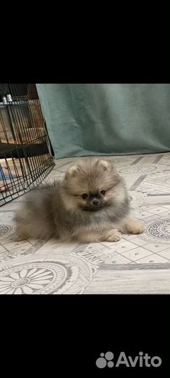 Померанский шпиц мини