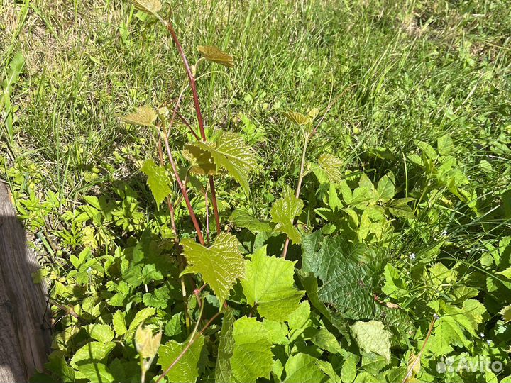 Виноградник