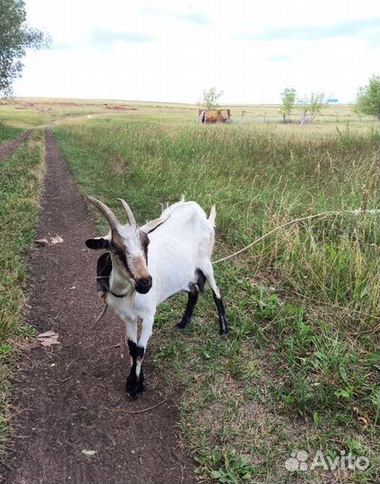 Козы и козлики