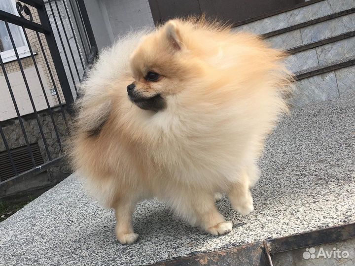 Померанский шпиц ищет невесу