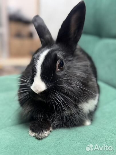 Декоративные кролики девочка