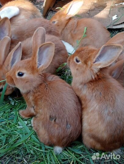 Крольчата новозеландский красный(нзк)