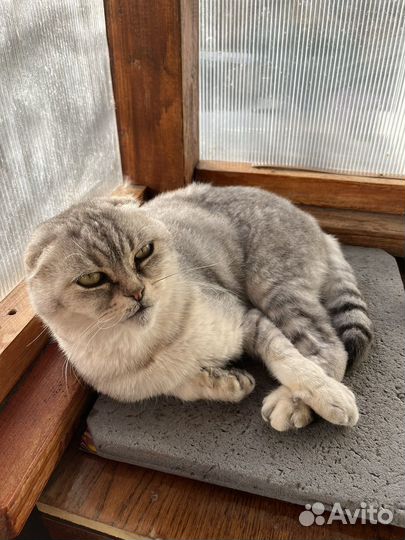 Шотландский кот