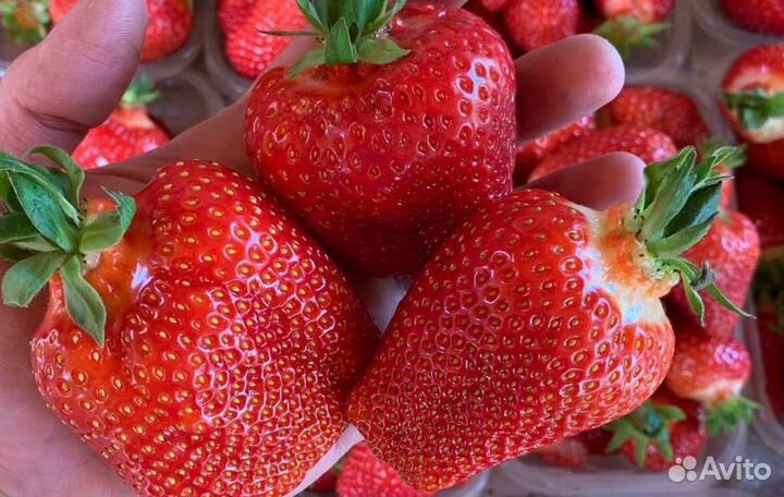 Клубника Азия