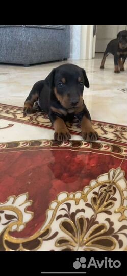 Щенки добермана