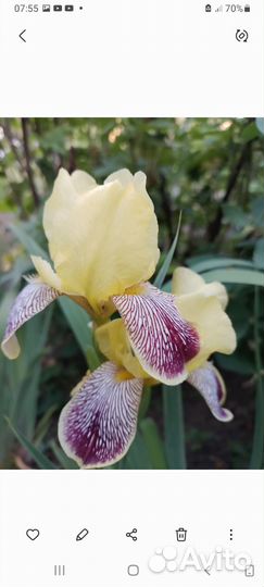 Ирис многолетний