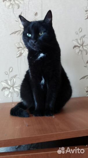 Кошка