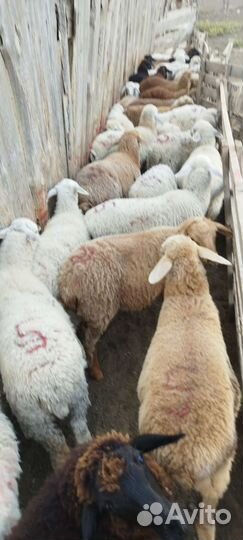 Ягнята помеси