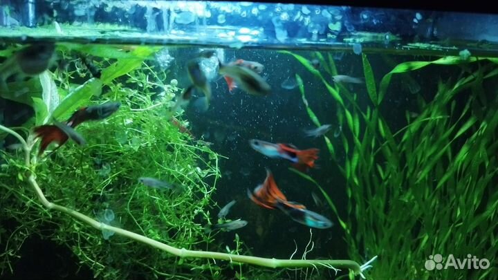 Мальки гуппи