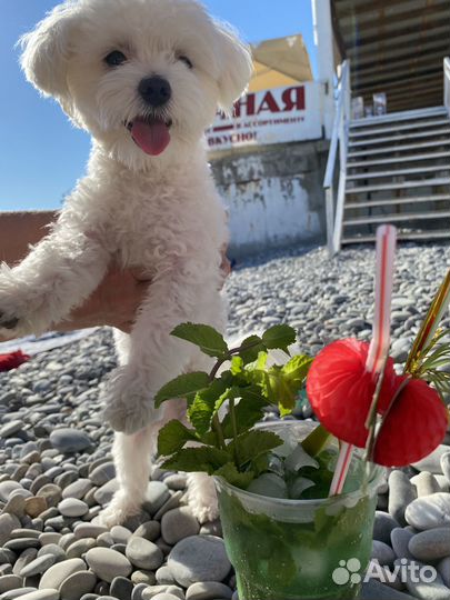 Мальтезе кобель ищет девочку для вязки