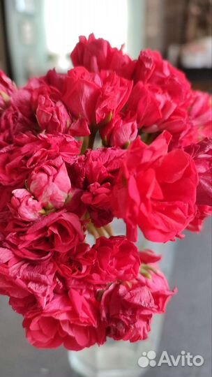 Пеларгония Ю Анна Каренина