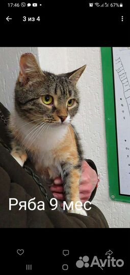 Европейская