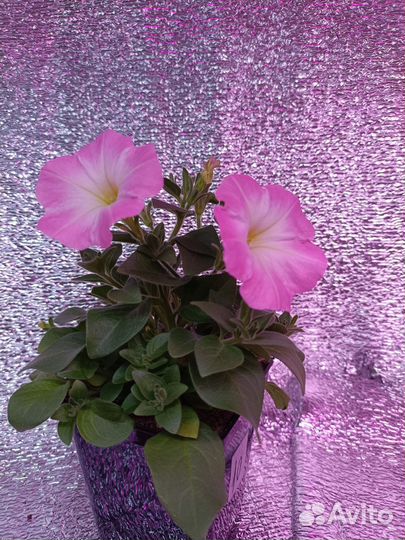 Рассада петунии серия short