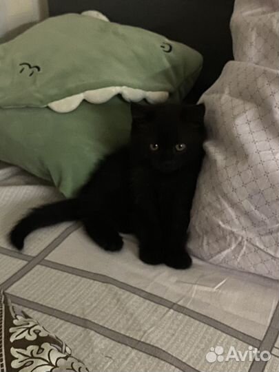 Британская кошка