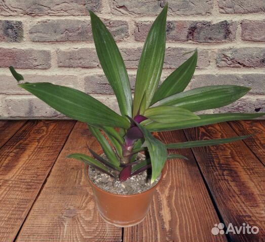 Традесканция покрывальчатая рео