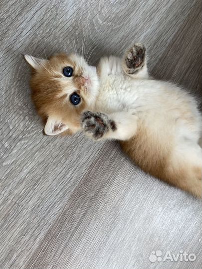 Бронь британские золотые котята