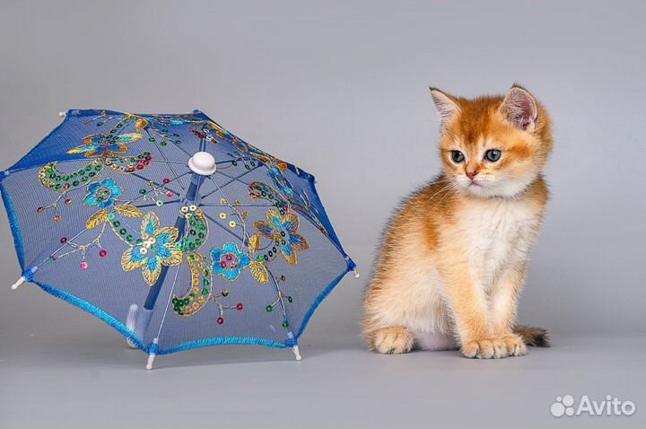 Британская кошка