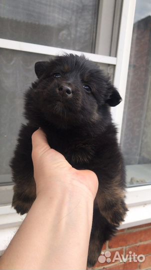 Щенки бесплатно