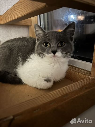 Британский котенок (метис)