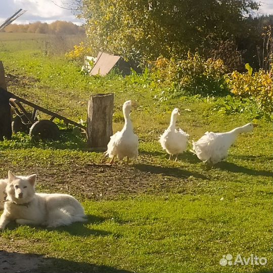 Гусаки (Гуси курчавые,ленточные)