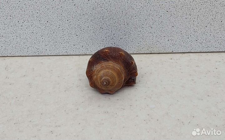 Ракушка раковина морская 5,8 коричневая