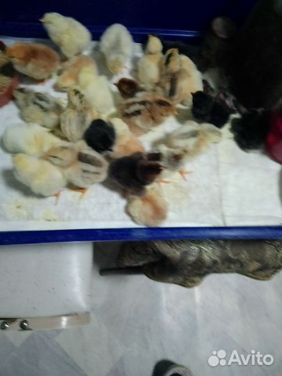 Цыплятки домашние разных пород