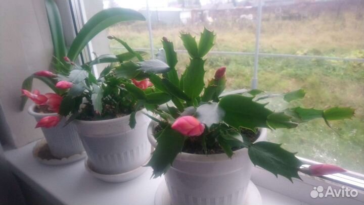 Декабрист шлюмбергера красный