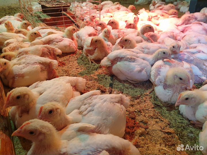 Куры бройлеры и утки