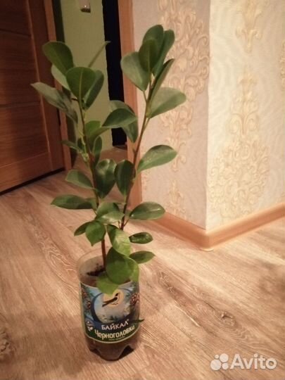 Фикус Мокламе