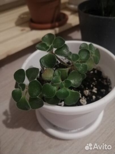 Комнатные цветы (2)