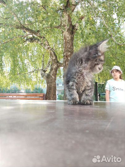 Кошка в дар бесплатно