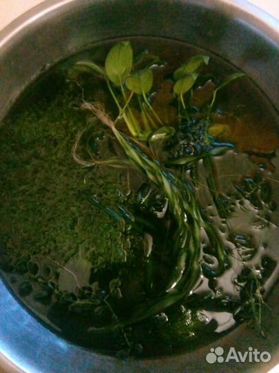 Прополка, корм