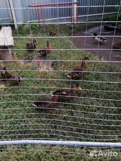 Подсодная утка