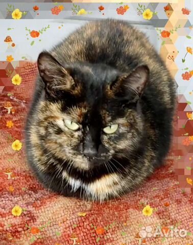 Кошка Мила, 1 год