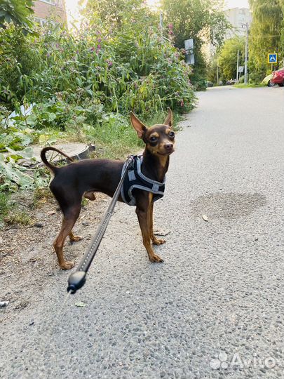 Вязка той-терьер