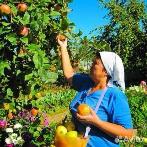 Сотрудники на сбор яблок с проживанием