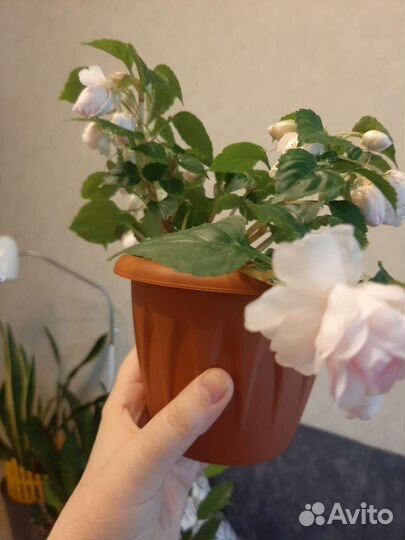 Комнатные растения и цветы