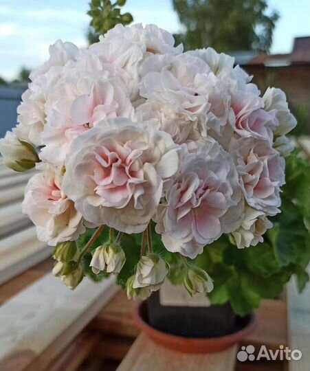 Пеларгония герань