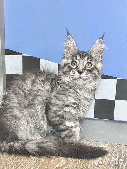 Котята мейн-кун