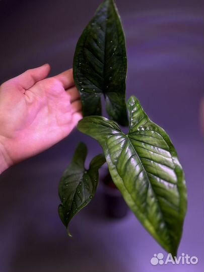 Сингониумы