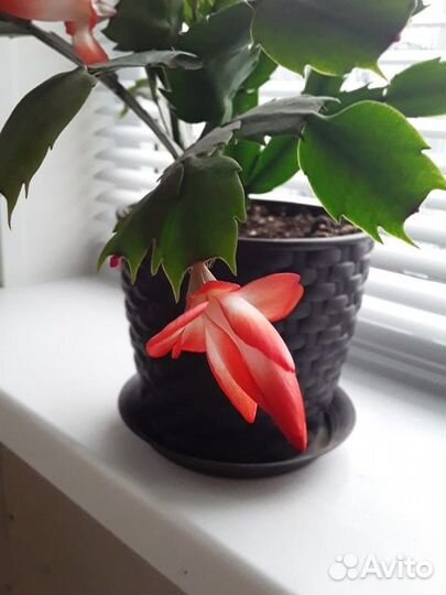 Кактусы и суккуленты