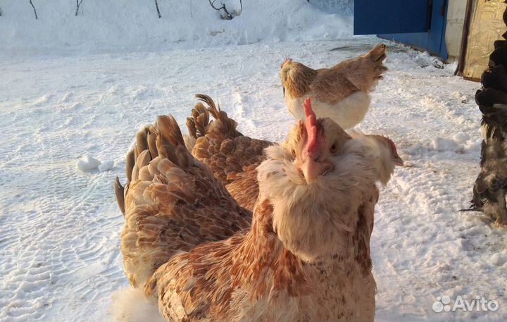 Яйцо инкубационное куриное