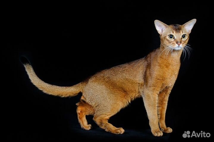 Вязка с абиссинским Grand Inter Чемпионом WCF