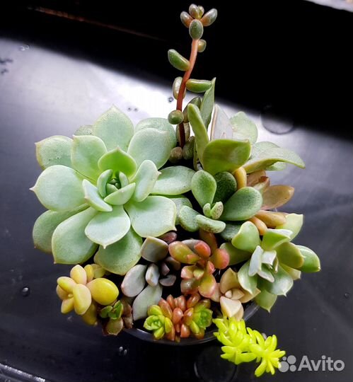 Набор суккулентов для садика, флорариума