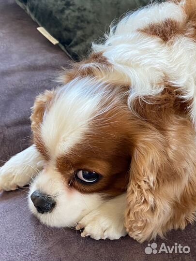 Вязка кавалер кинг чарльз спаниель