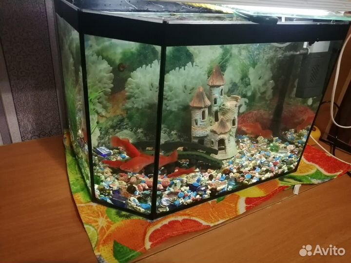Аквариум вместе с рыбками