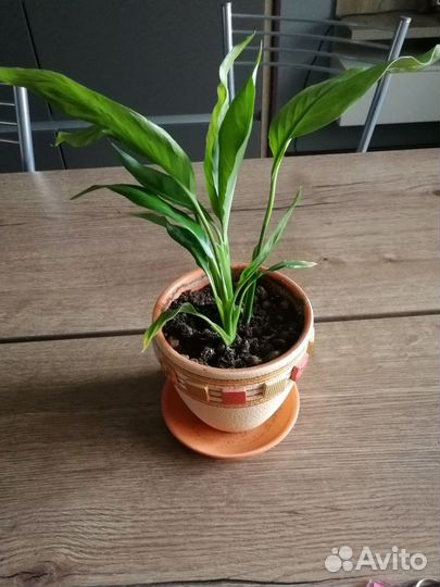 Женское счастье