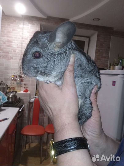 Серебристая шиншилла вязка