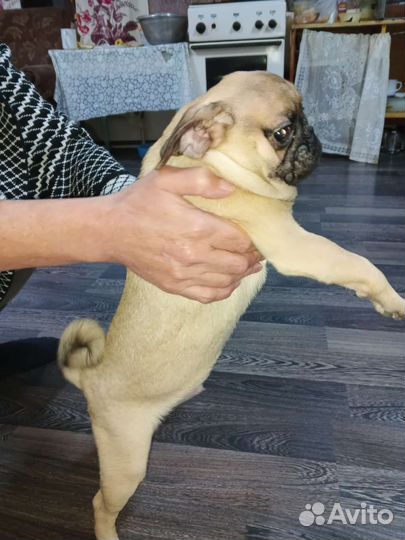 Щенки мопса