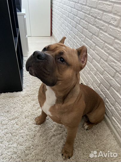 Американский булли вязка кобель